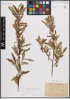 Foto von Salix eleagnos subsp. eleagnos Scop.